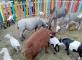 Les animaux de la ferme à l'EHPAD 